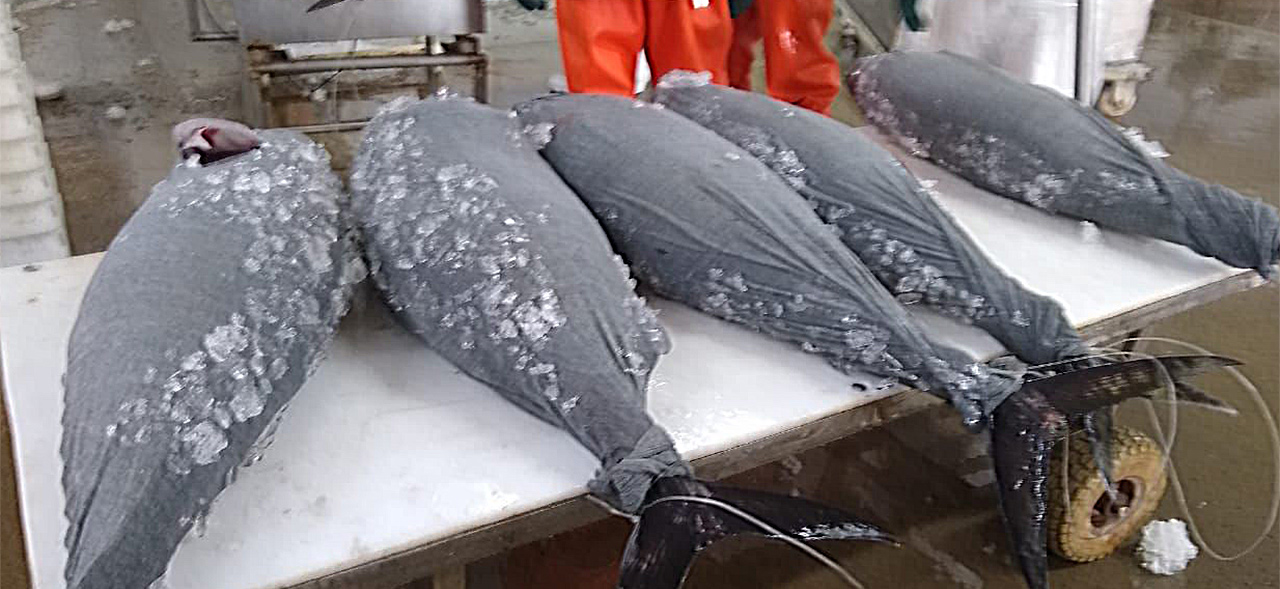 Estoquinete da Sartori Têxtil embalando atum para refrigeração