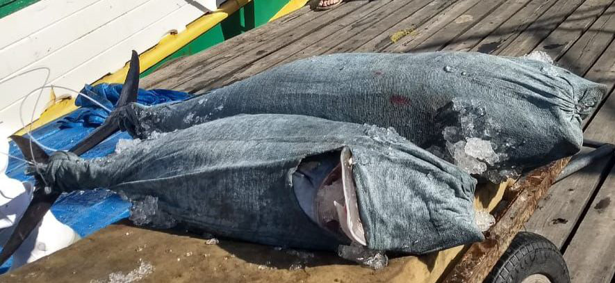 Dois atuns protegidos com estoquinete da Sartori Têxtil